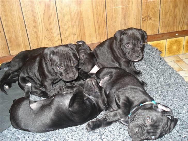 Staffordshire bull terrier molly - så er det putte tid billede 3