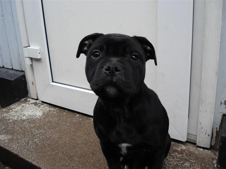 Staffordshire bull terrier molly - hej med dig billede 4