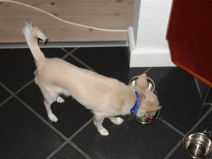 Chihuahua bastian - For at blive så stor som jeg må man spise... MEGET! billede 6