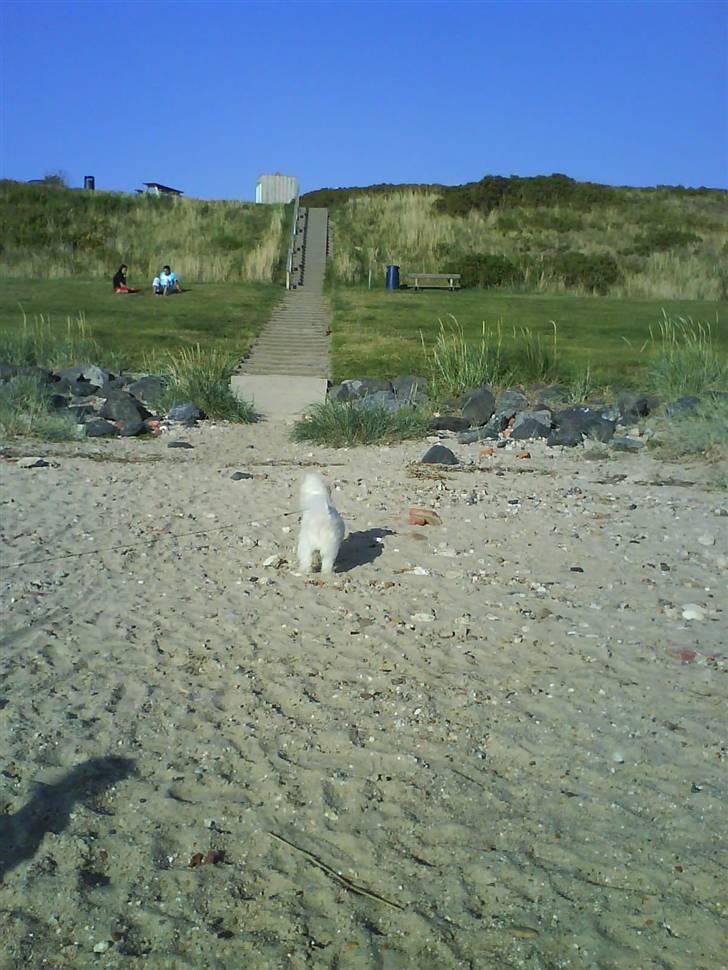 Coton de tulear Oscar<3 billede 15