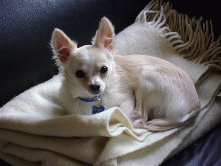 Chihuahua bastian - 8 mdr. og super dejlig billede 7