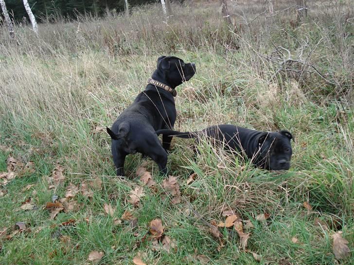 Staffordshire bull terrier molly - ude på gå tur med mor billede 5