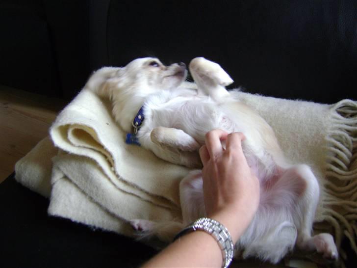 Chihuahua bastian - uuuhh .. det er dejligt billede 8