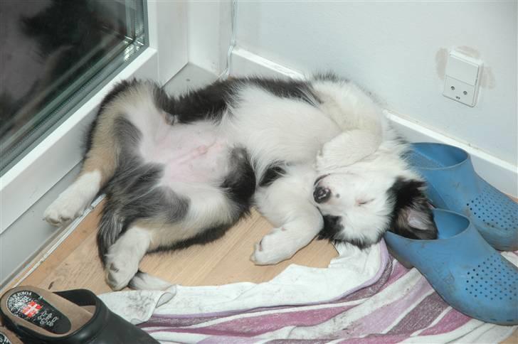 Border collie Silas billede 9