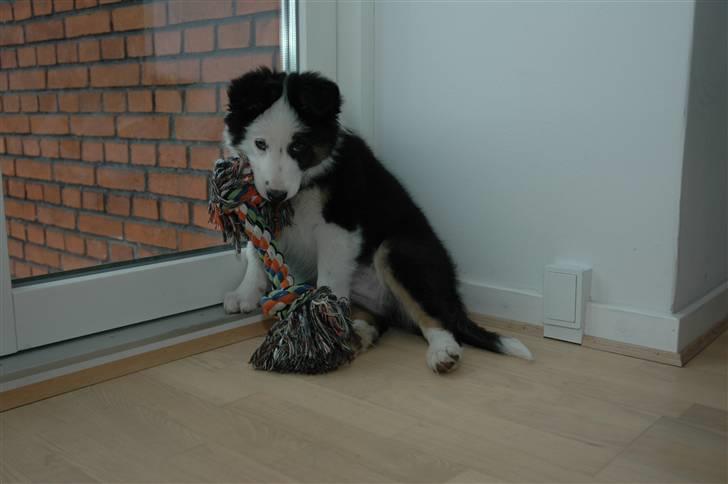 Border collie Silas billede 10