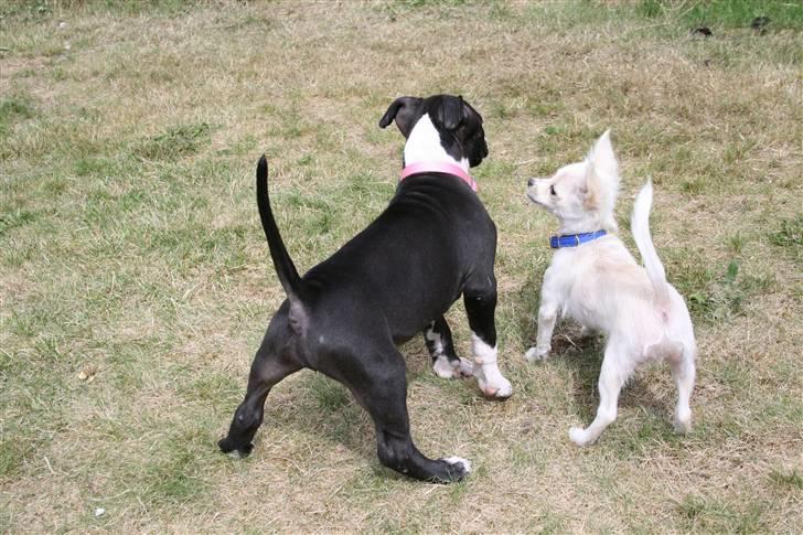 Chihuahua bastian - vi er da venner os to - er vi ik´? billede 9