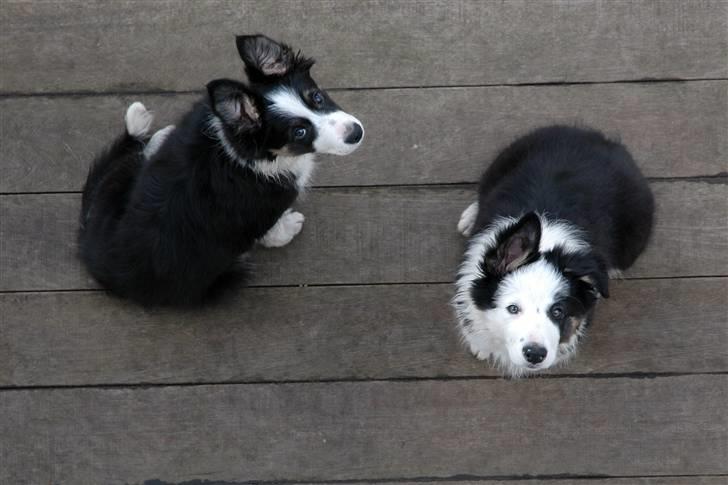 Border collie Silas billede 11