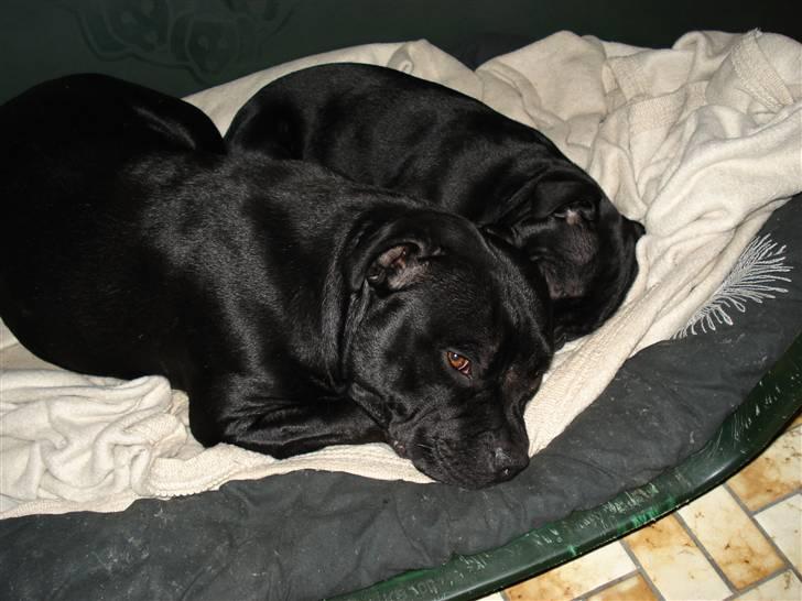 Staffordshire bull terrier molly - putter sammen med mor billede 6