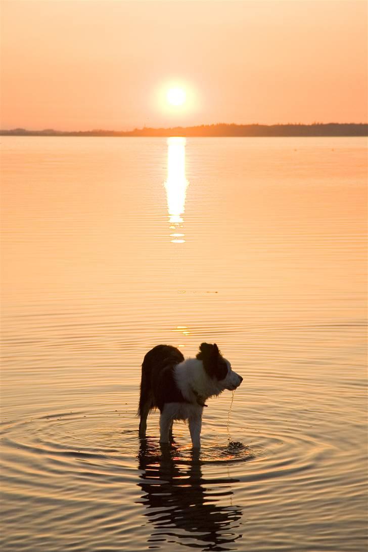 Border collie Silas billede 12