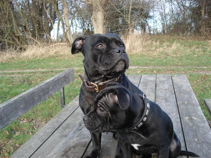 Staffordshire bull terrier molly - vi gider ikke og få taget billeder billede 7