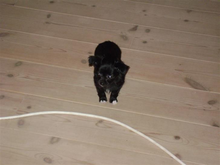 Chihuahua bastian - min "lillesøsater" Freja. hun er kun 8 uger på billedet her. Hende passer jeg på. billede 10