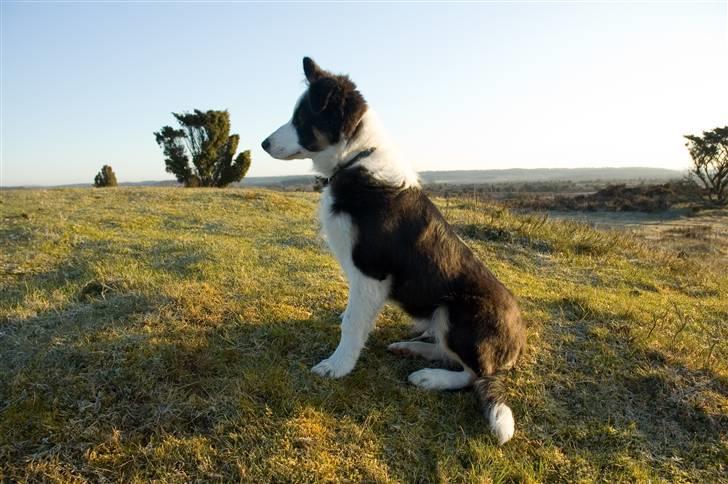 Border collie Silas billede 13