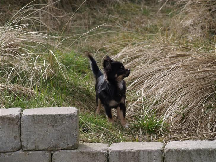 Chihuahua Selena billede 17