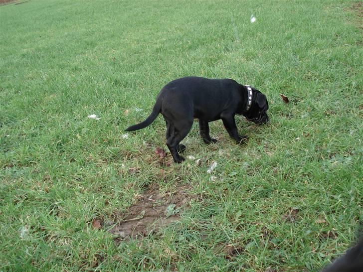 Staffordshire bull terrier molly billede 8