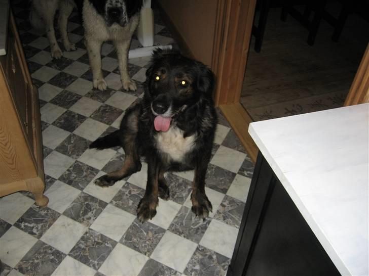 Blanding af racer Ronja,,1998-2009,sov sødt - Her sidder jeg bare lige og smiler til dig :o) billede 1