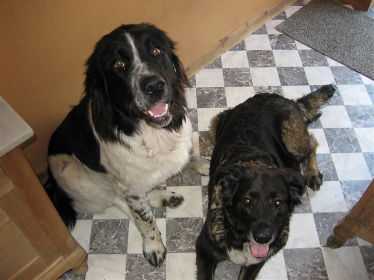 Blanding af racer Ronja,,1998-2009,sov sødt - Hold da op hvor kan vi smile , min "lille"søster Uba og jeg :o) billede 2