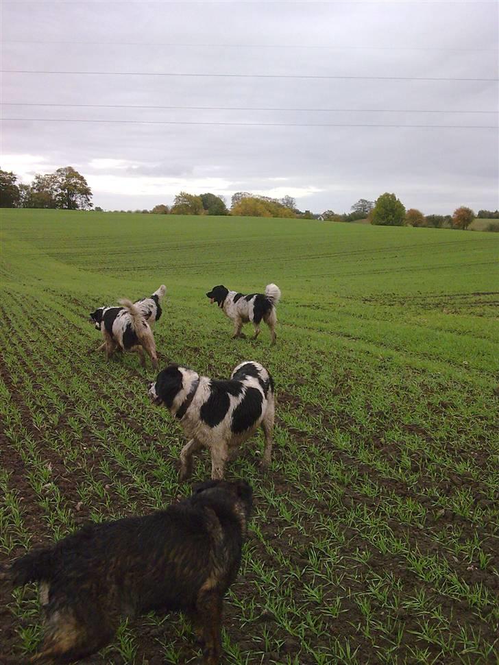 Blanding af racer Ronja,,1998-2009,sov sødt - Dette er så mit nye sted , hvor jeg nyder min alderdom, og tit har besøg af mine "søskende" billede 3