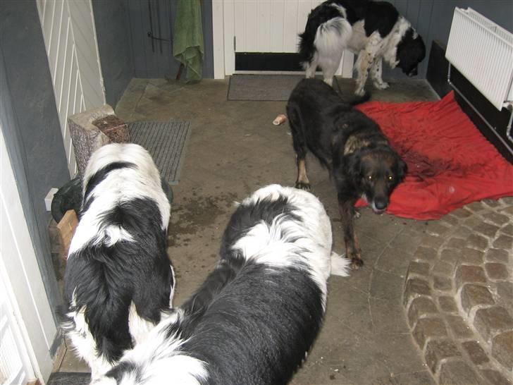 Blanding af racer Ronja,,1998-2009,sov sødt - Jeg er også tit på besøg hos min gamle "mor" ;o) billede 4