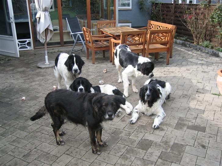 Blanding af racer Ronja,,1998-2009,sov sødt - Så er hele familien samlet :o) Dejligt  :o) billede 5