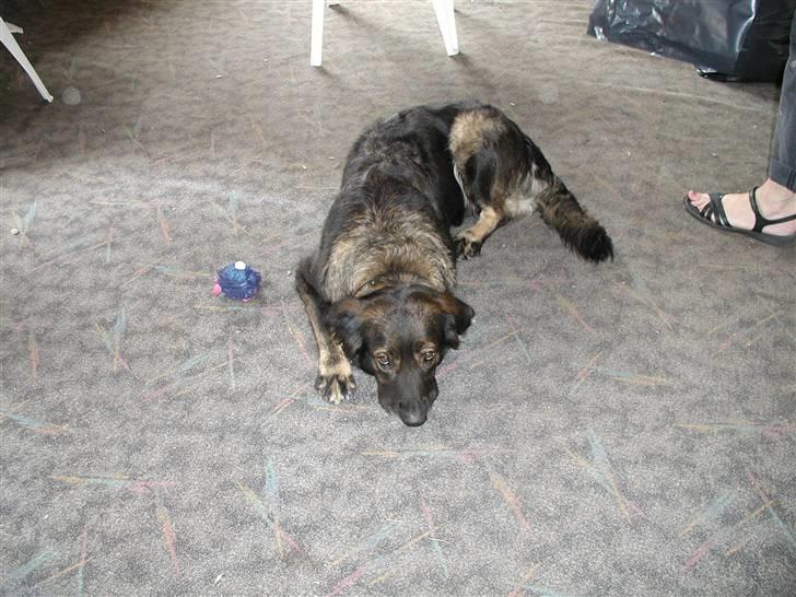 Blanding af racer Ronja,,1998-2009,sov sødt - Det her var i mine unge dage i 2002,,pyyhh,, jeg er godt nok blevet et par dage ældre, hi hi billede 6