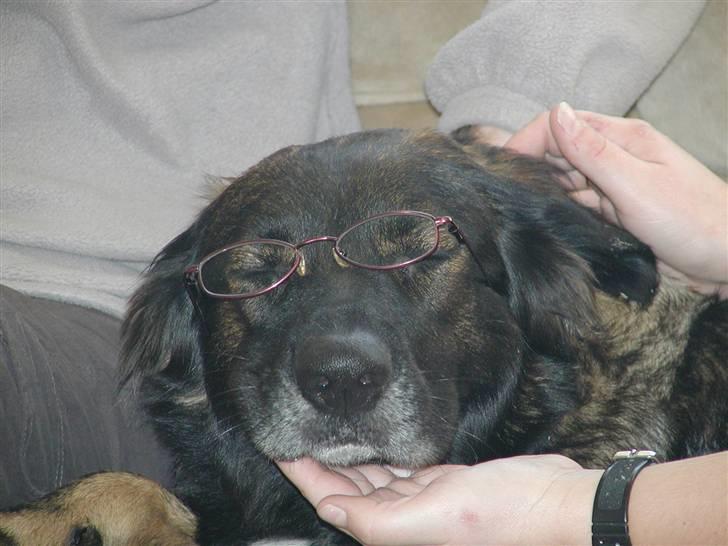 Blanding af racer Ronja,,1998-2009,sov sødt - Jeg lukker bare øjnene og lader som om jeg ikke er her,,sådan noget pjat,,er da ikke så gammel endnu at jeg skal bruge briller ! Tsk tsk , altså ! billede 7