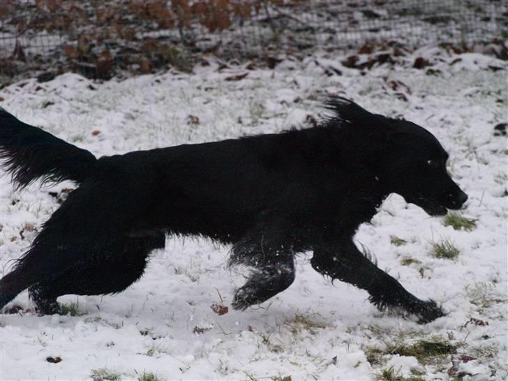 Blanding af racer Kaos billede 11