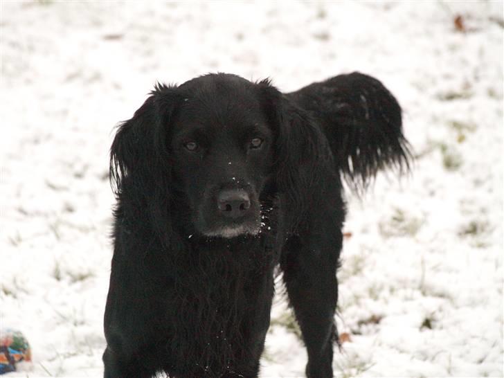 Blanding af racer Kaos billede 12