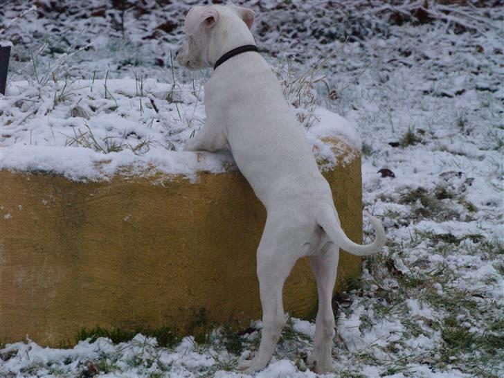 Amerikansk bulldog Diego*R.I.P Vores engel* billede 8