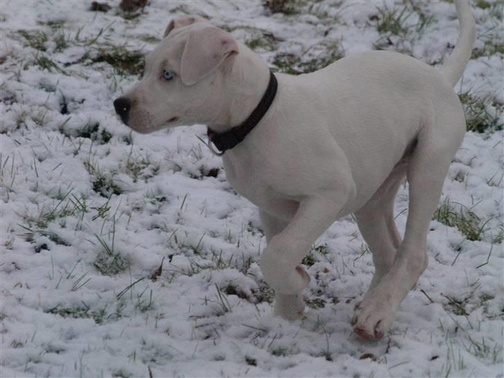 Amerikansk bulldog Diego*R.I.P Vores engel* billede 9