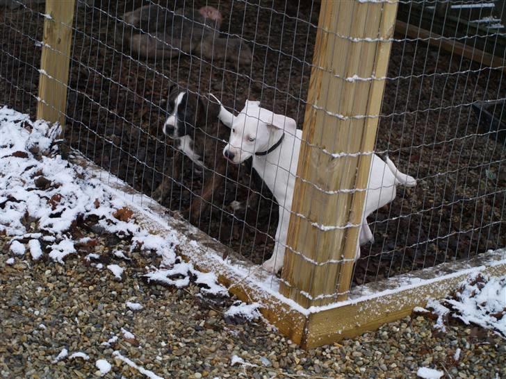 Amerikansk bulldog Diego*R.I.P Vores engel* billede 10