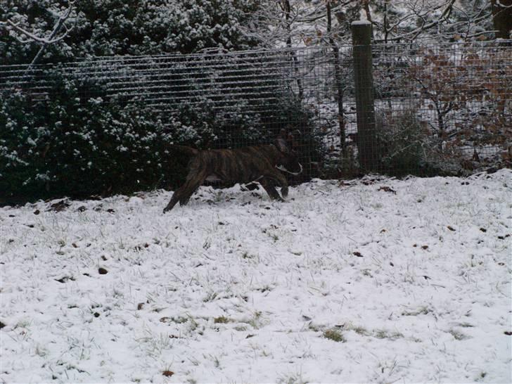 Amerikansk bulldog Rollo*R.I.P  skat* billede 8