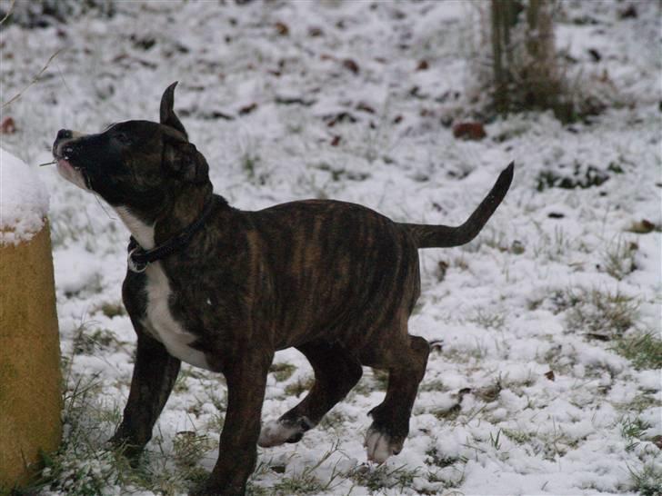 Amerikansk bulldog Rollo*R.I.P  skat* billede 9