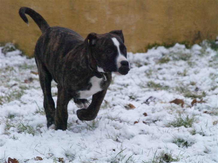 Amerikansk bulldog Rollo*R.I.P  skat* billede 10