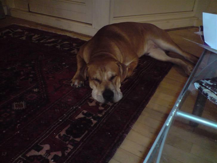 Mallorca Mastiff / Ca de Bou Alejo/Hector billede 18