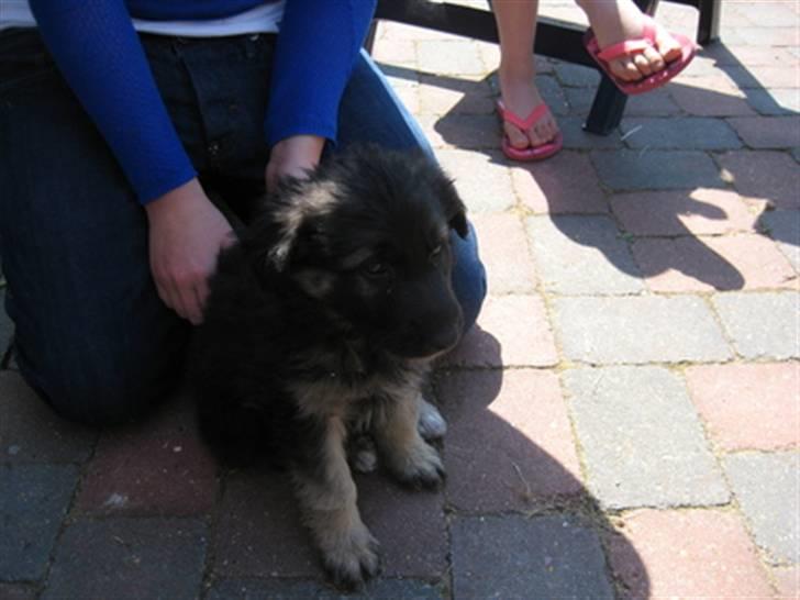 Blanding af racer Lotus billede 2