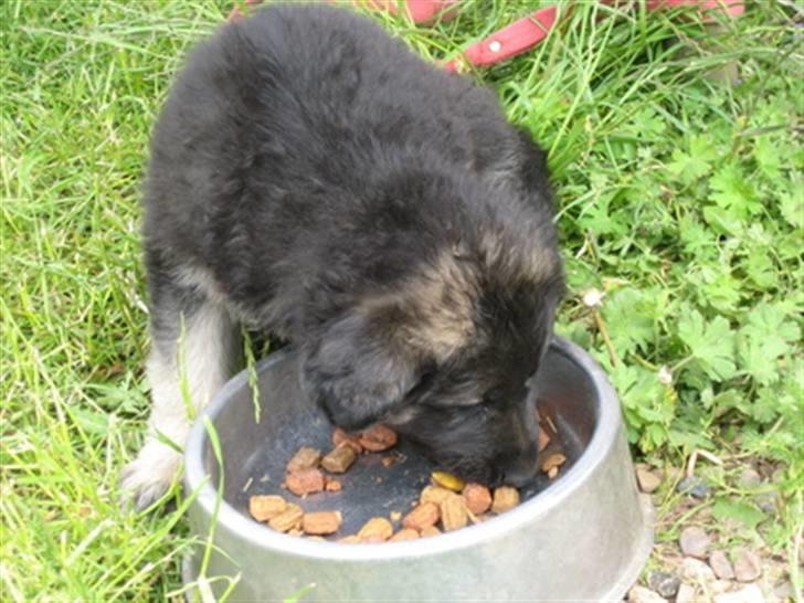 Blanding af racer Lotus billede 3