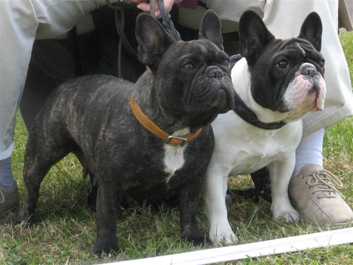 Fransk bulldog Dauløkkes Une Afair Amour - Bøsøre 2009. foto Ghitha Amby billede 20