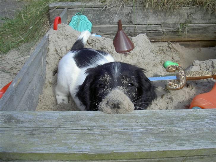 Engelsk springer spaniel Cato - velkommen til catos profil;) nuur lille cato;) billede 1