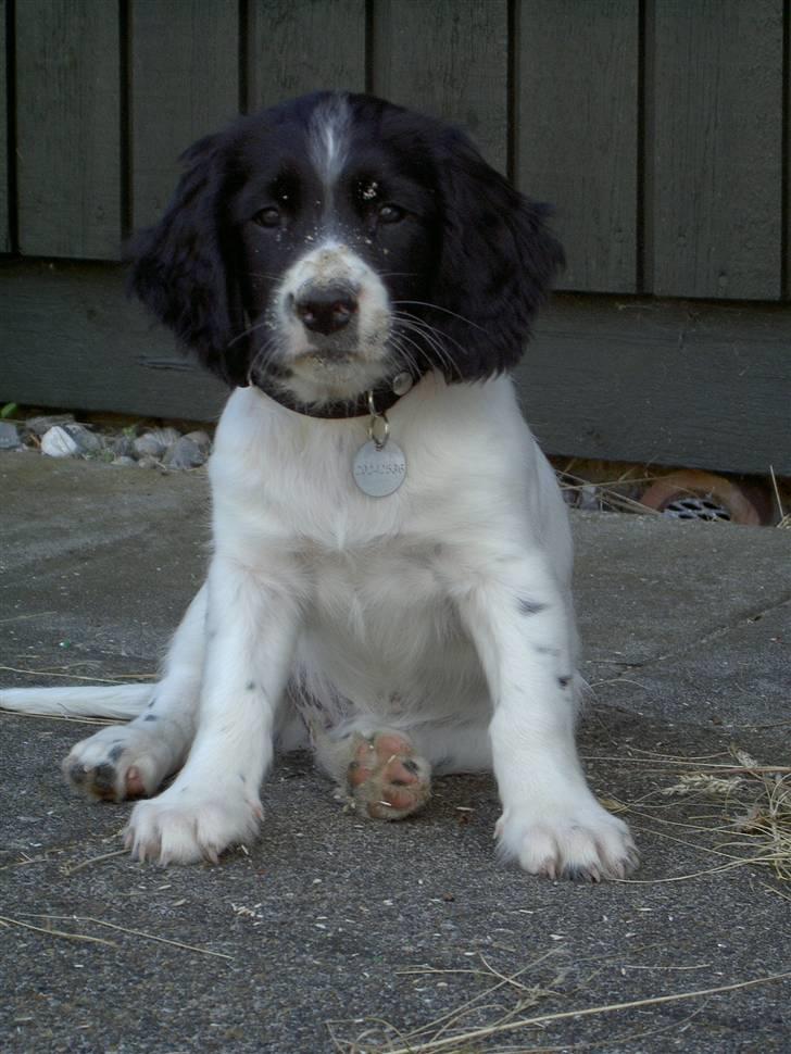 Engelsk springer spaniel Cato - nuur;) billede 2