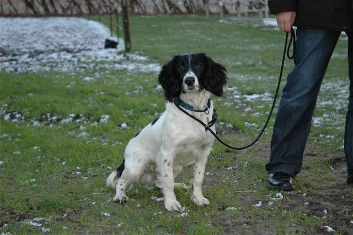 Engelsk springer spaniel Cato - cato;) billede 3