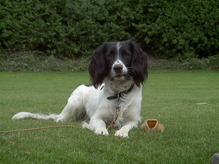 Engelsk springer spaniel Cato - ;) ;) billede 4