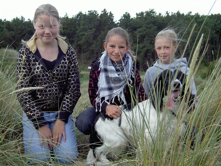 Engelsk springer spaniel Cato - karoline, kristine, cato og mig,) billede 5