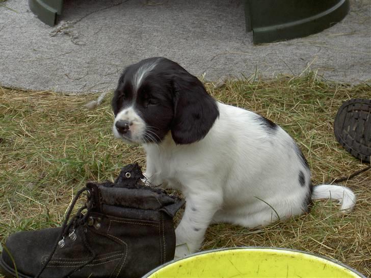 Engelsk springer spaniel Cato - tygge cato;) billede 6