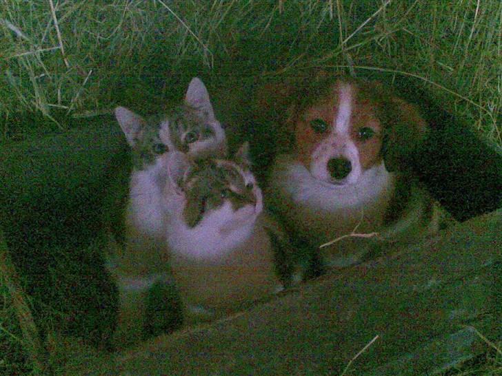 Kooikerhondje Akki-kooiko - Akki leger med sine bedste venner Tut og Bas billede 1