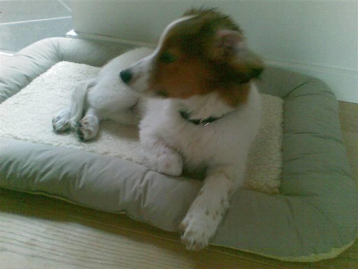 Kooikerhondje Akki-kooiko billede 2