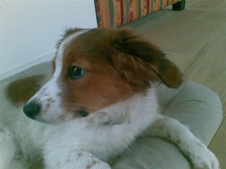 Kooikerhondje Akki-kooiko billede 3