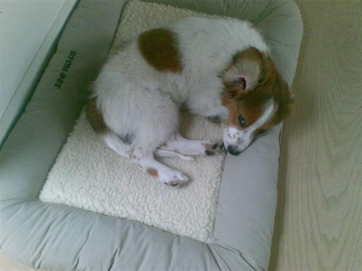 Kooikerhondje Akki-kooiko billede 4