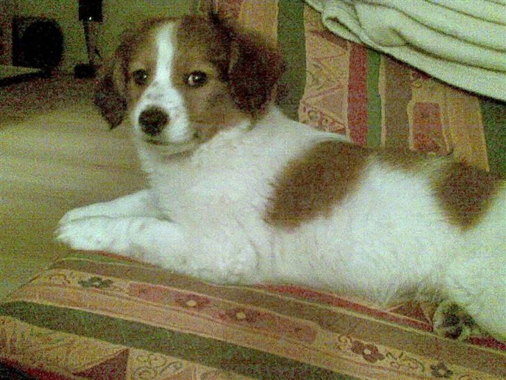 Kooikerhondje Akki-kooiko billede 5