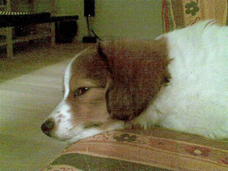 Kooikerhondje Akki-kooiko billede 6