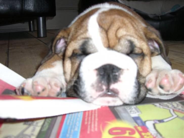 Engelsk bulldog Alfred billede 1